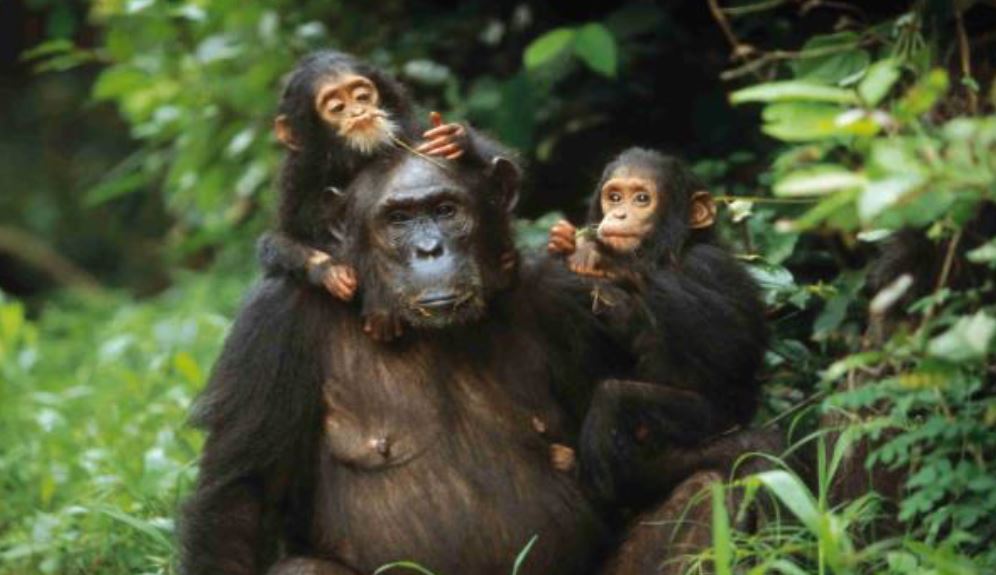 タンザニア産　緑の回廊「キゴマプレミアム チンパンジー」