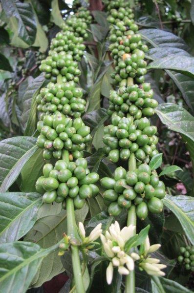 ウガンダ産　ロブスタ　「カウェリエステート　ナチュラル」